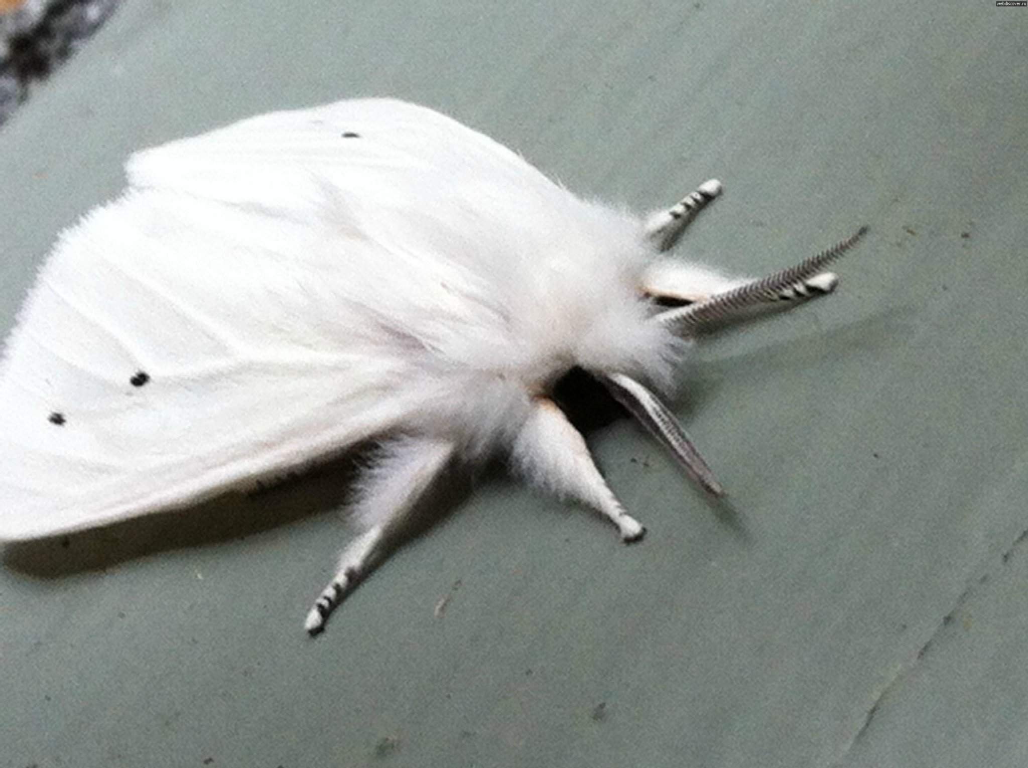 Голая ночная бабочка в белом костюме фотографии