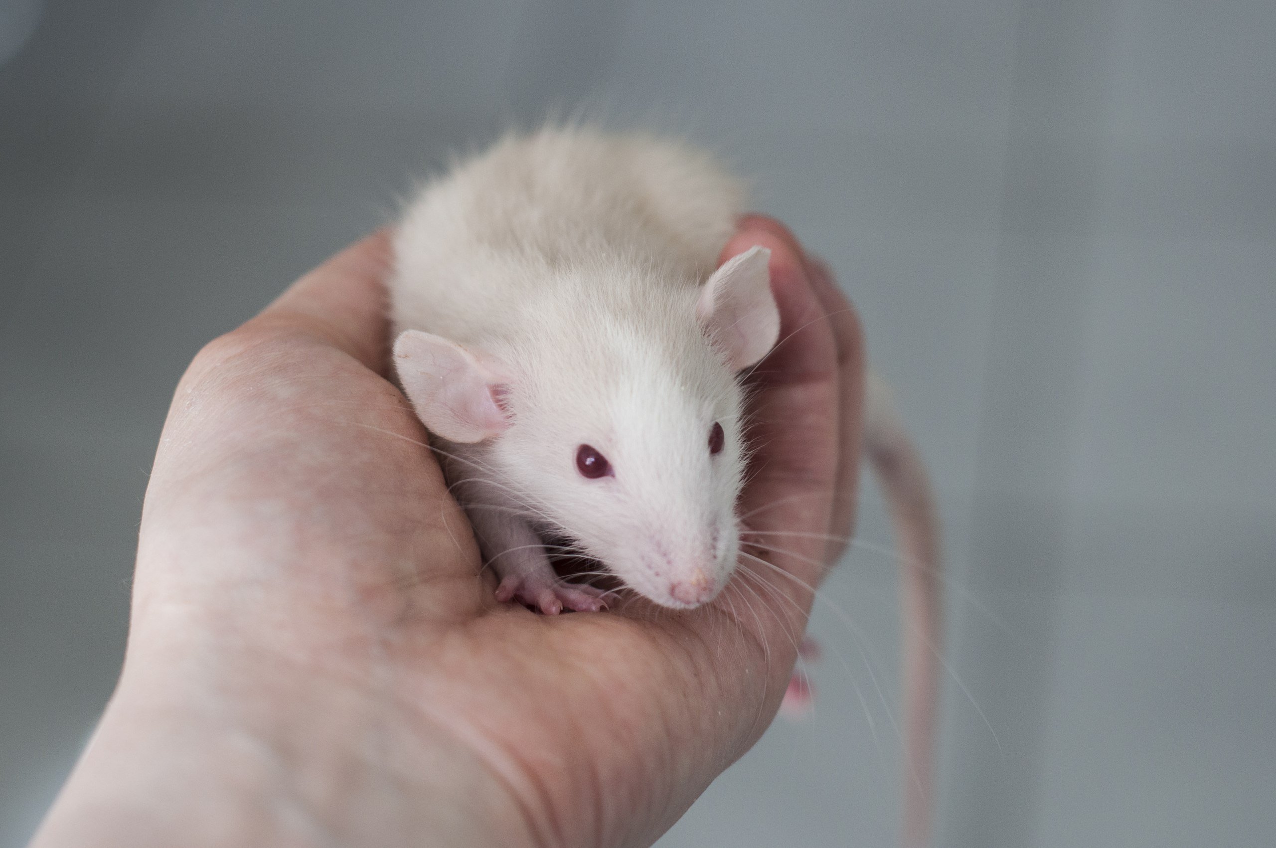 Крыса альбинос фото