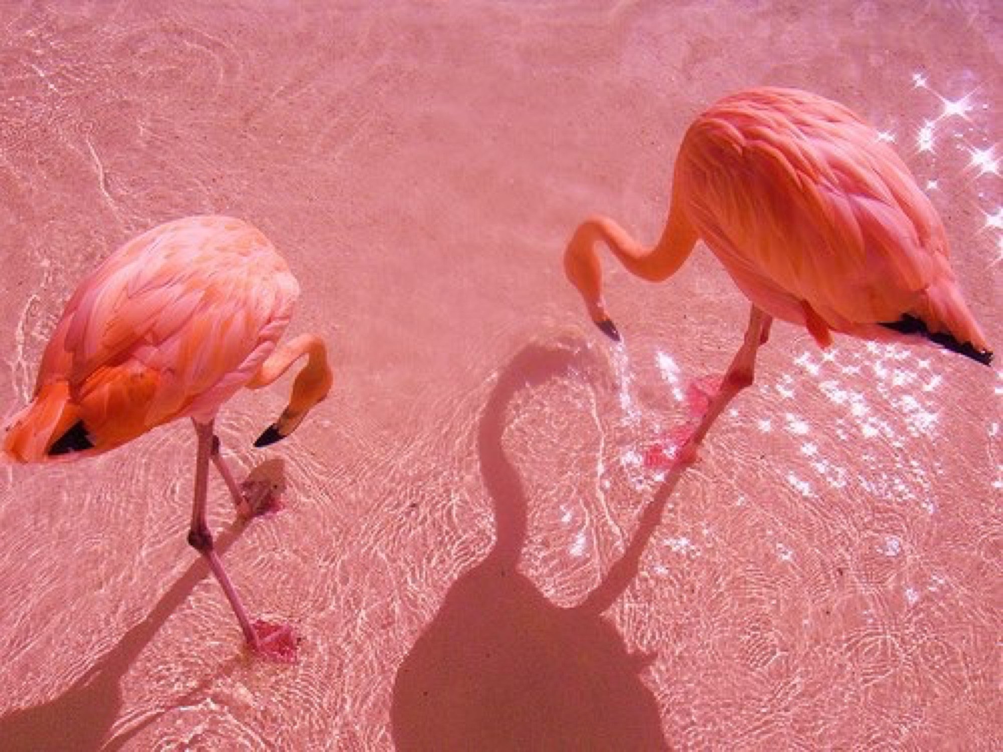 Фламинго Приносит Счастье – Эротические Сцены
