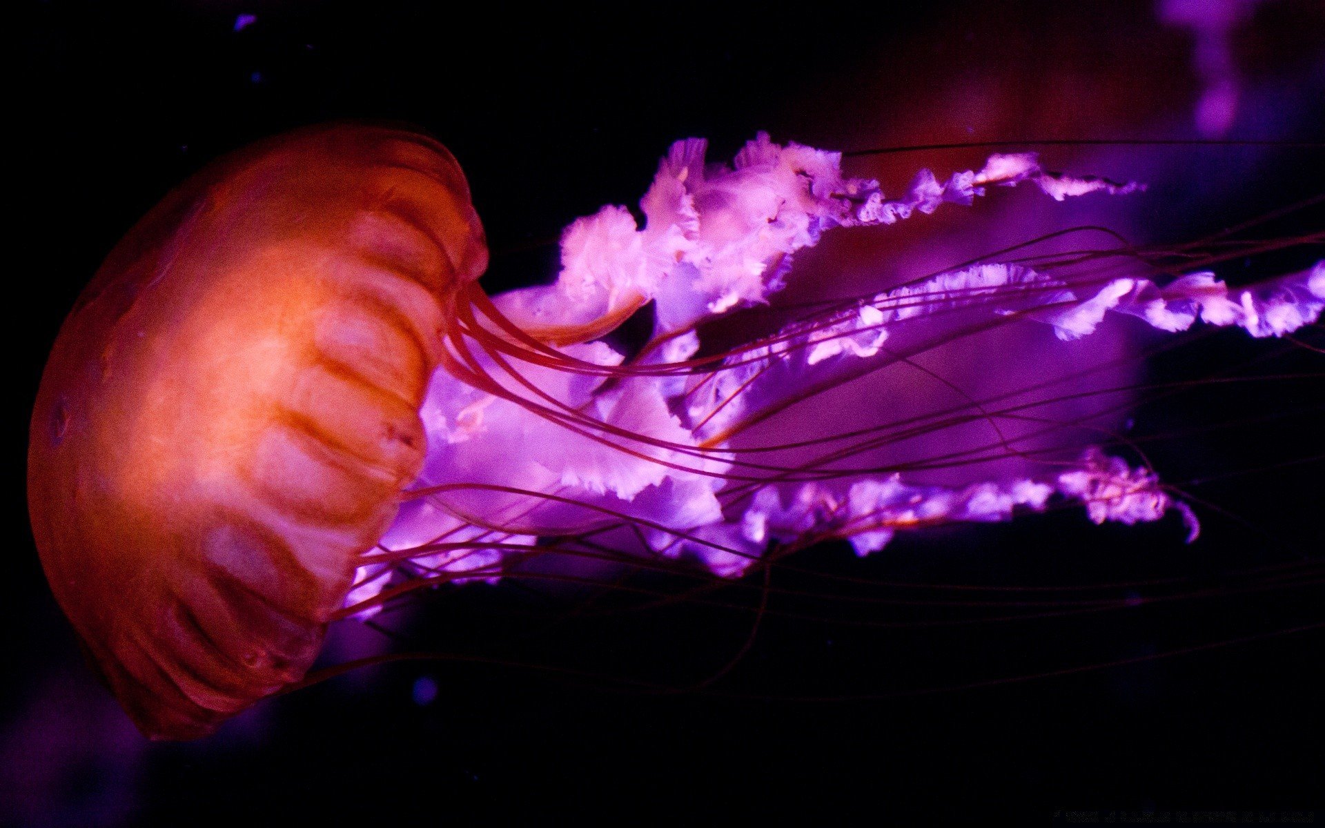 Медуза - На заднем сиденииr - 47 фото