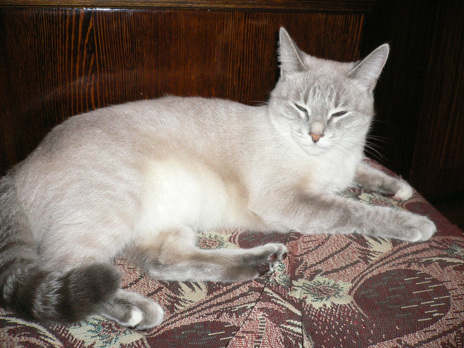 Метис коты фото