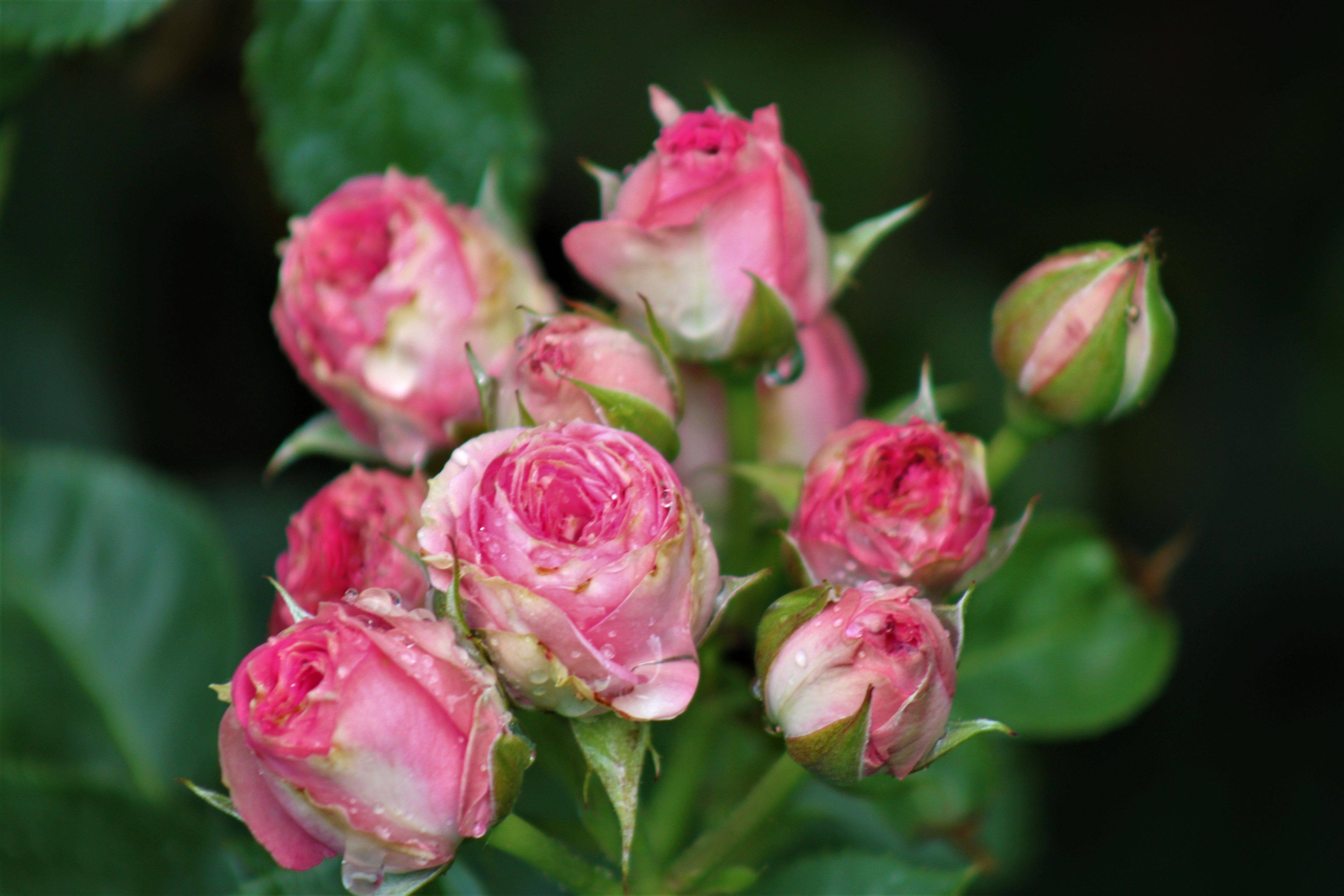 Мими - Розовое удовольствие - 123 фото