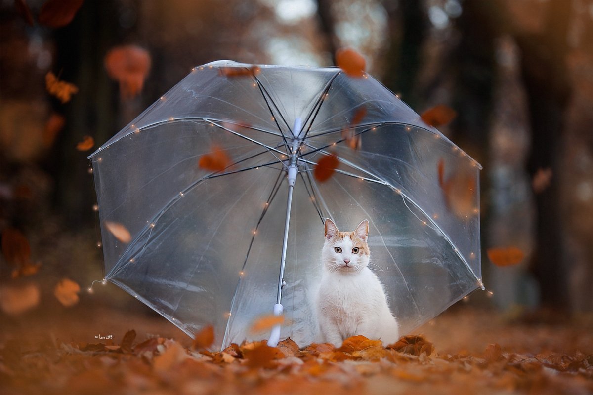 Она спряталась под зонтиком