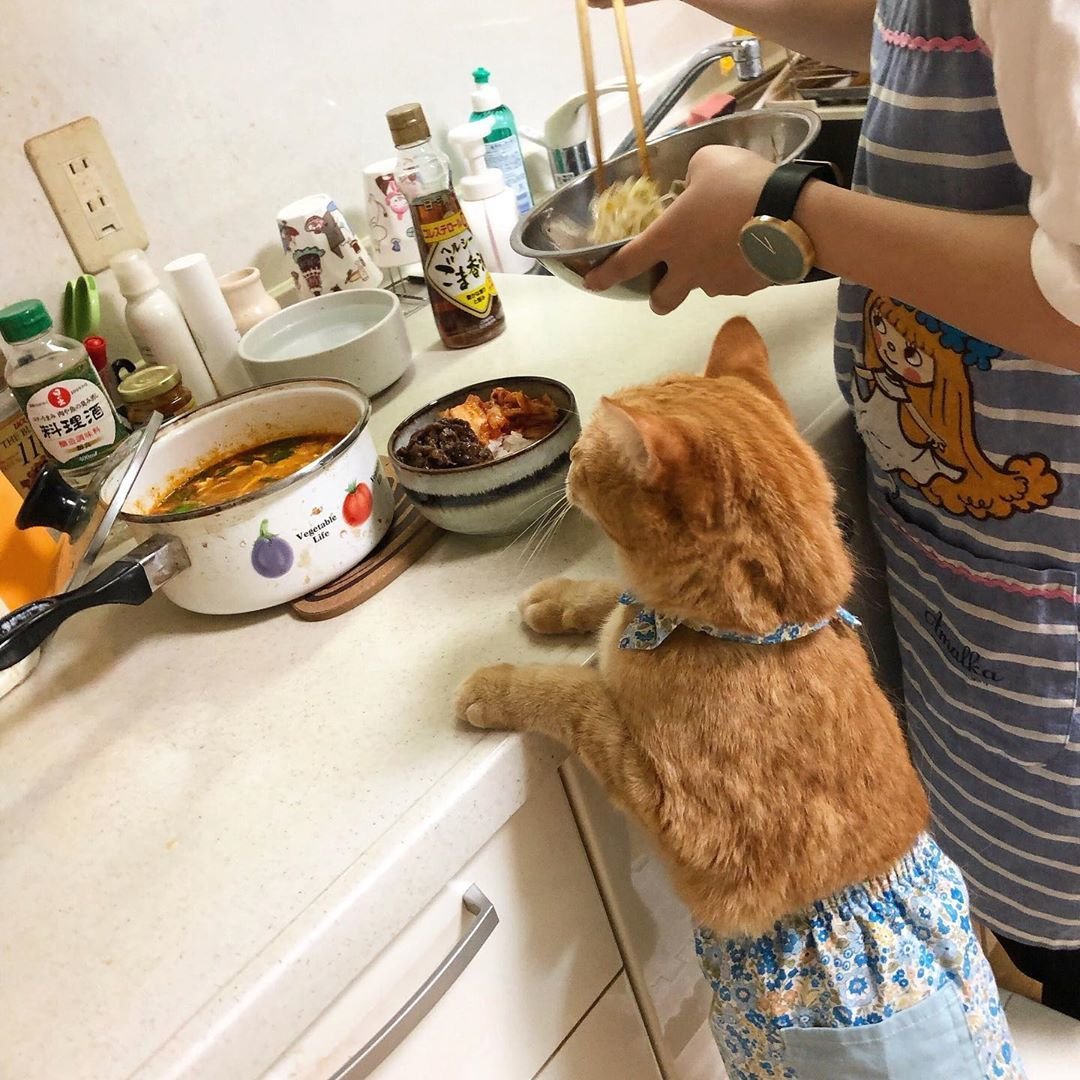 Обнаженная кошечка у себя на кухне
