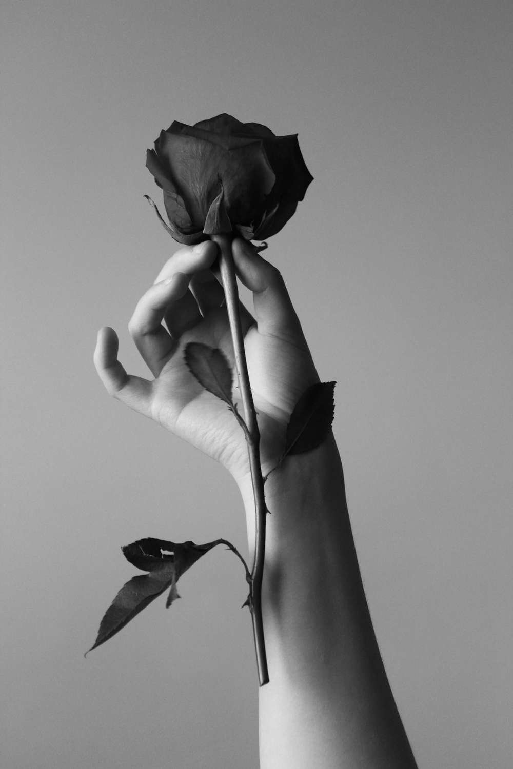 1 Роза Фото В Руке Девушки