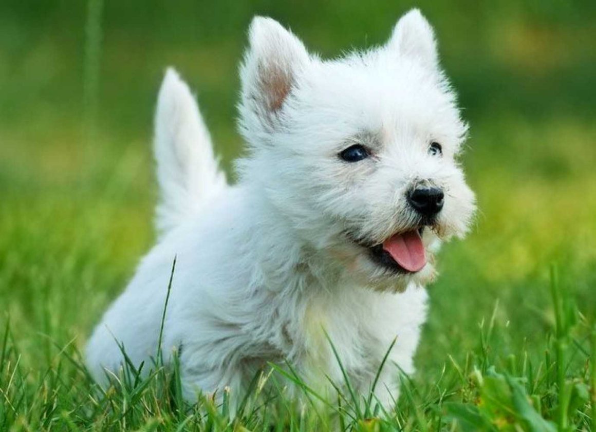 Собаки Маленькие Белые Фото