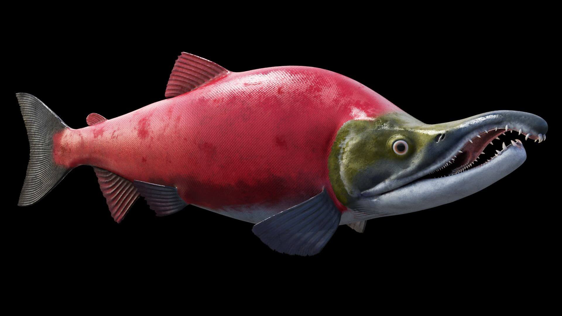 Красная Рыбы Цена Где Купить