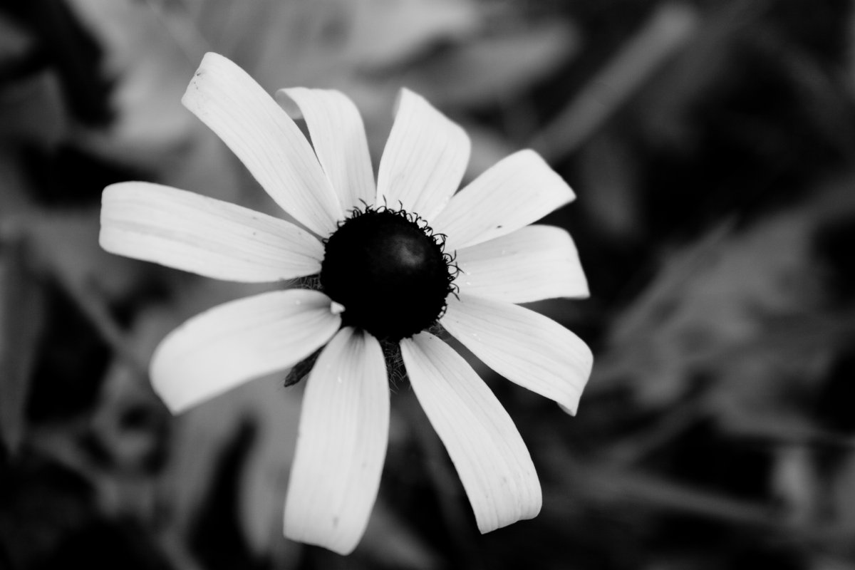 Машаня в черно-белых тонах - 55 фото