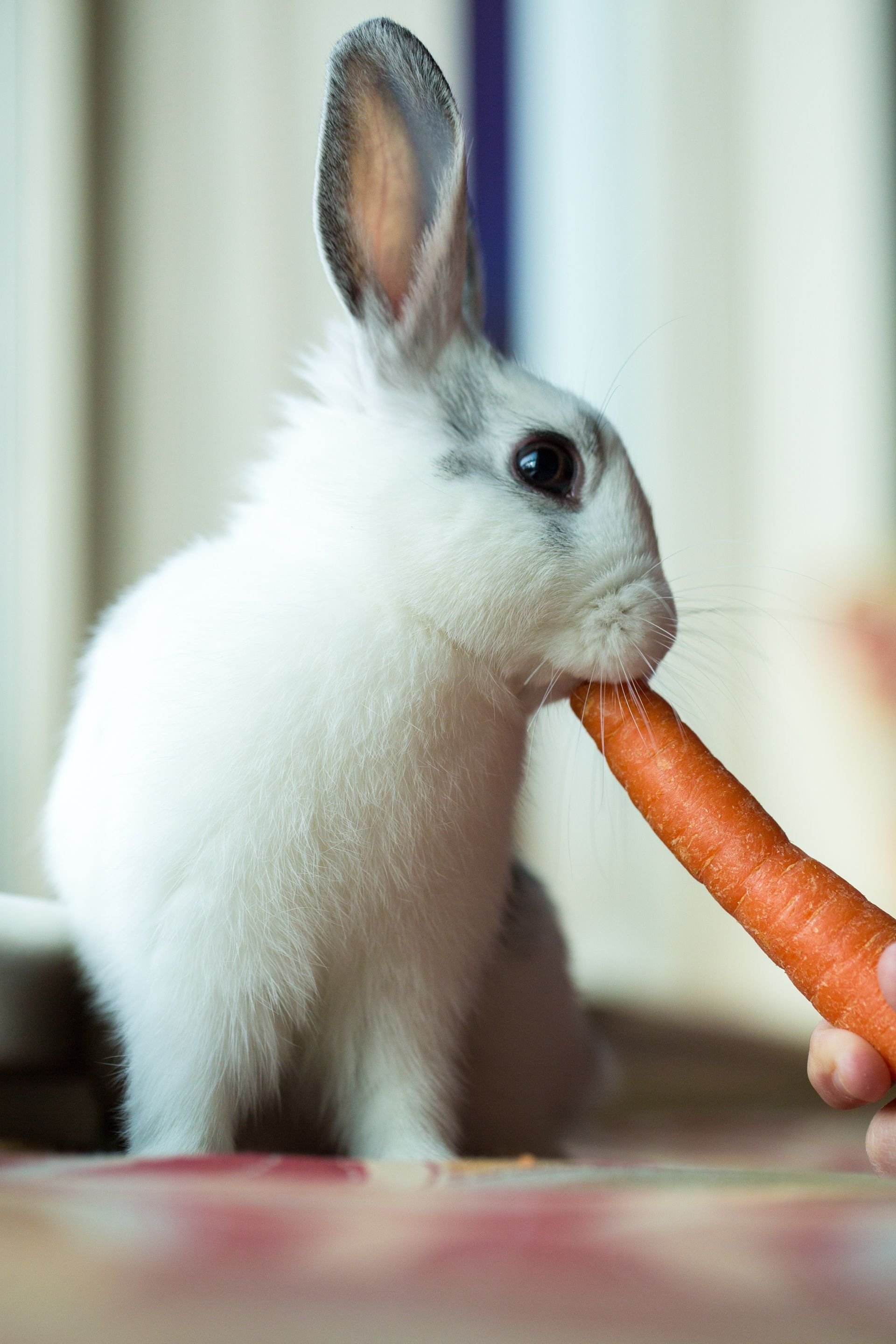 Сучка с ушками зайки и с морковкой в попе фото