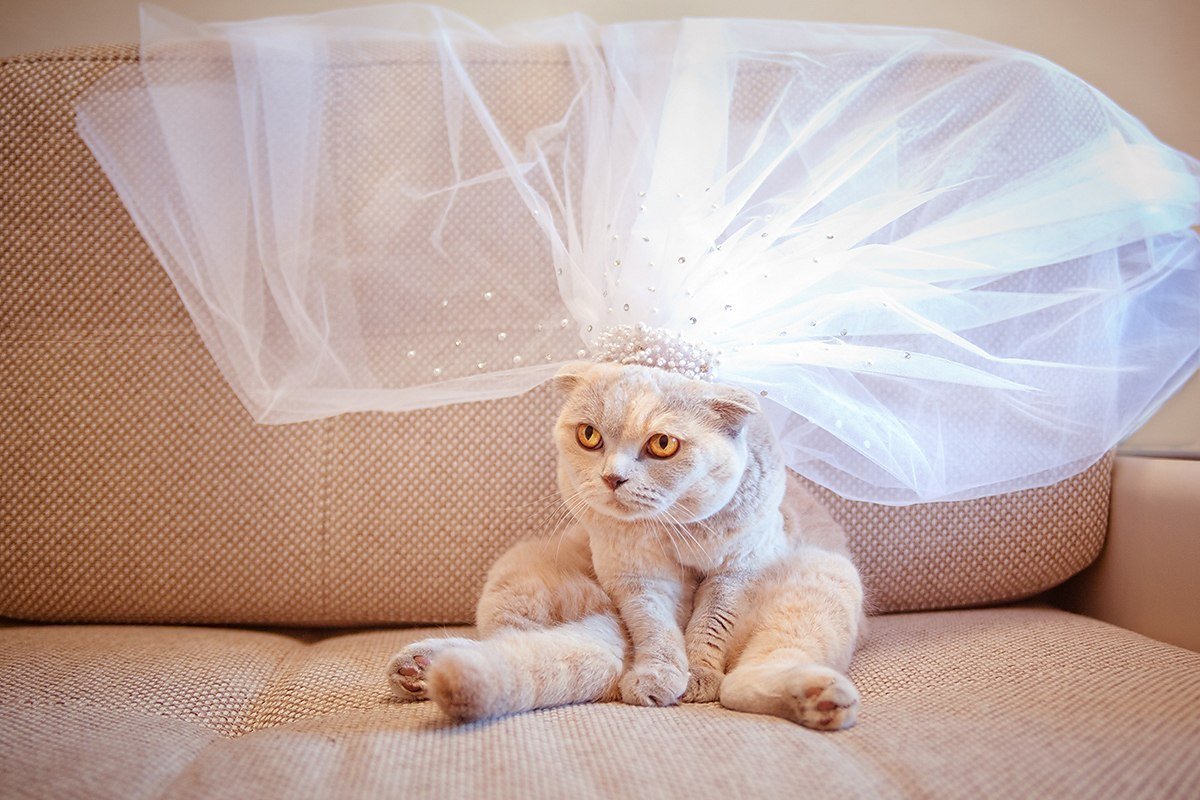 Кошечка в прозрачном белье - 16 фото