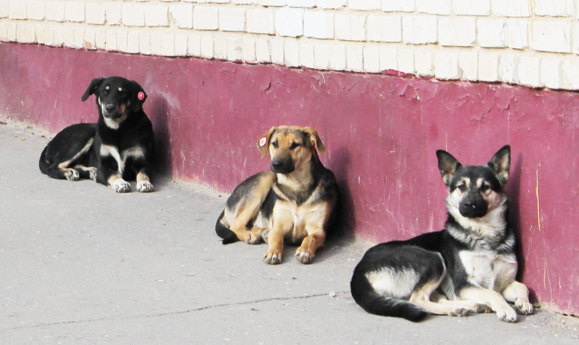 Голая метиска на улице с собаками
