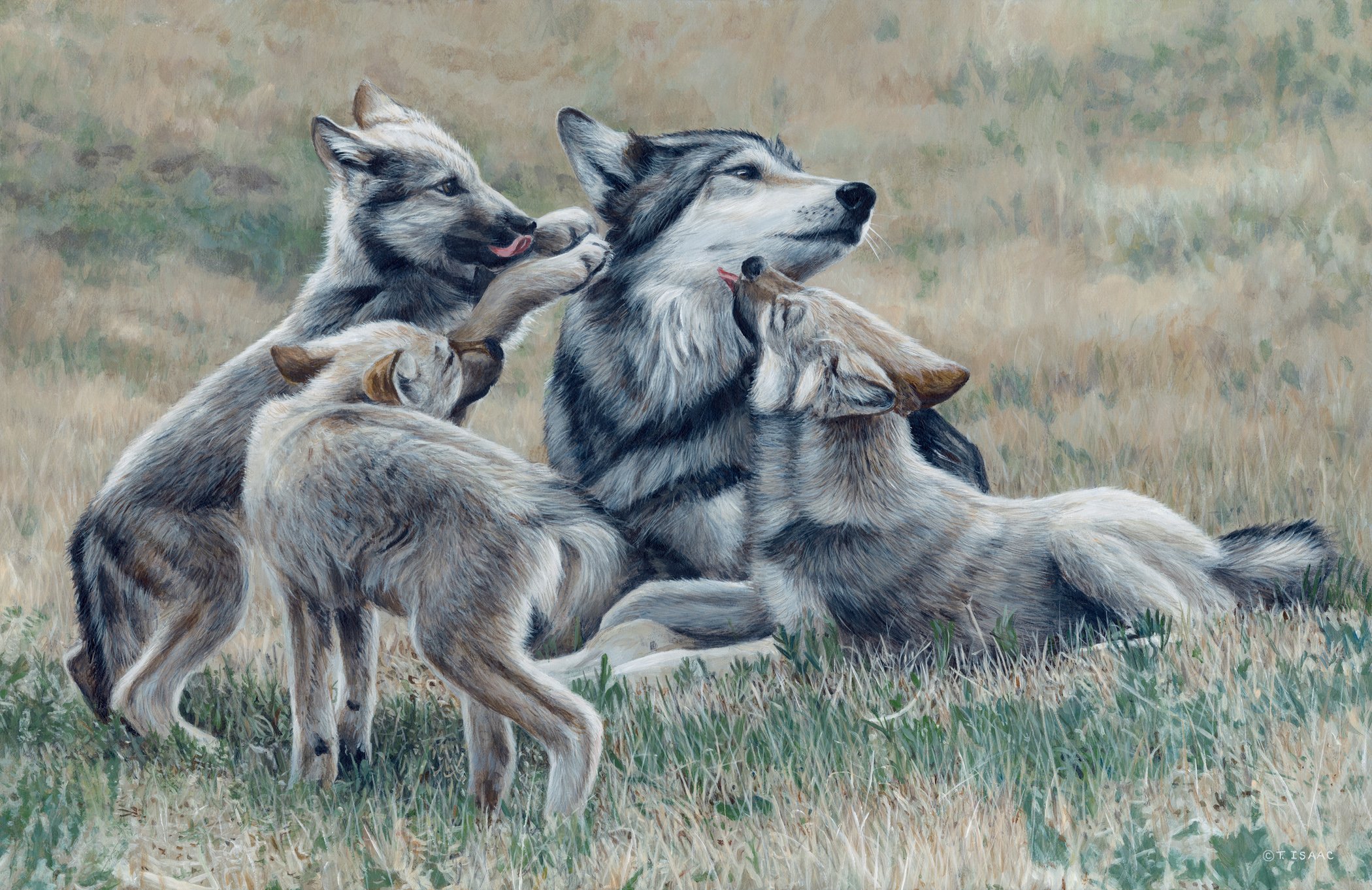 Волк, волчица,семья Волков