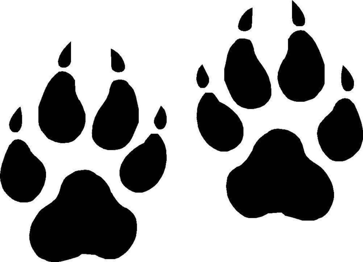 Printable wolf paw prints - 🧡 502 views Wolf paw print, Stencil patte...