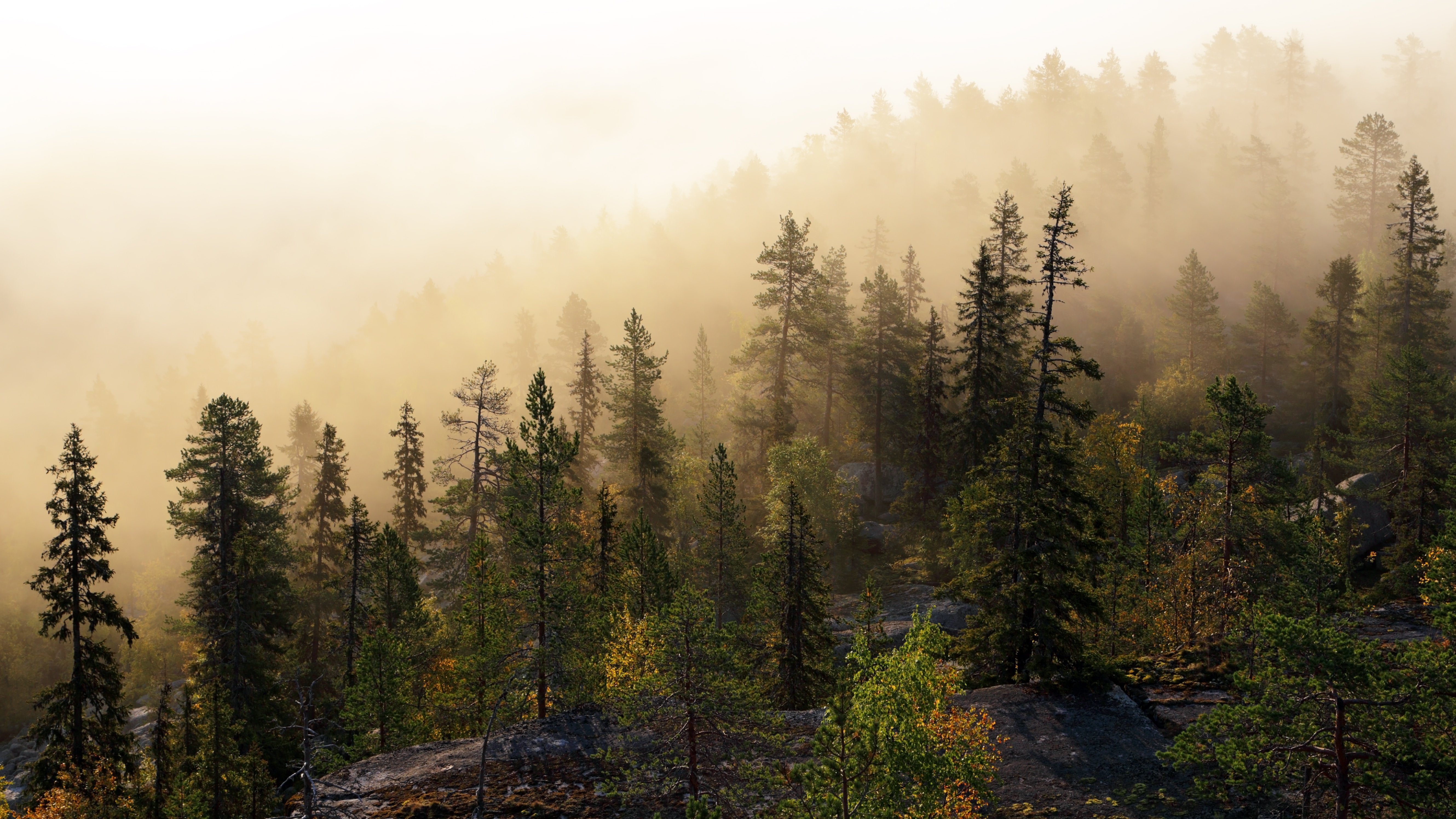 Скандинавский туманный лес