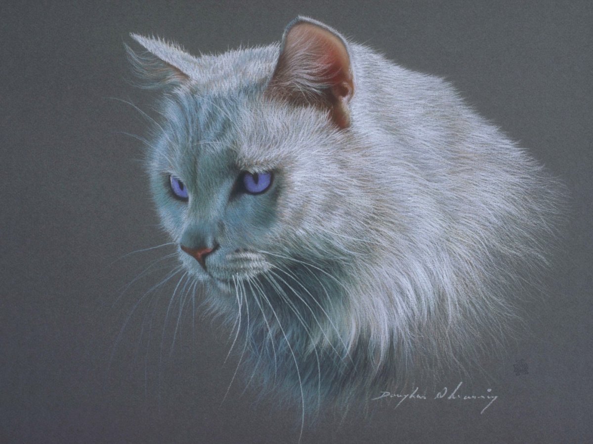 Портрет белой кошки