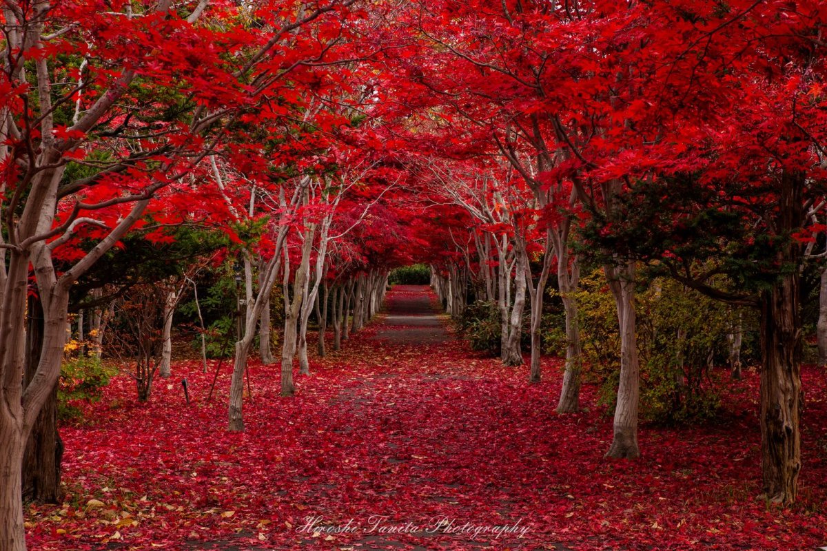 Японское красное дерево
