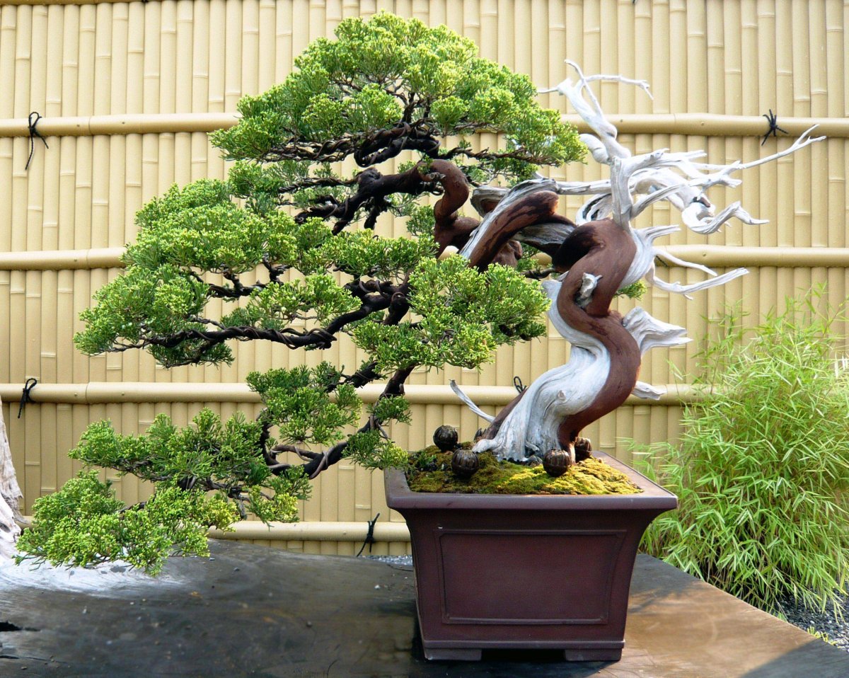 Япония дерево бонсай.