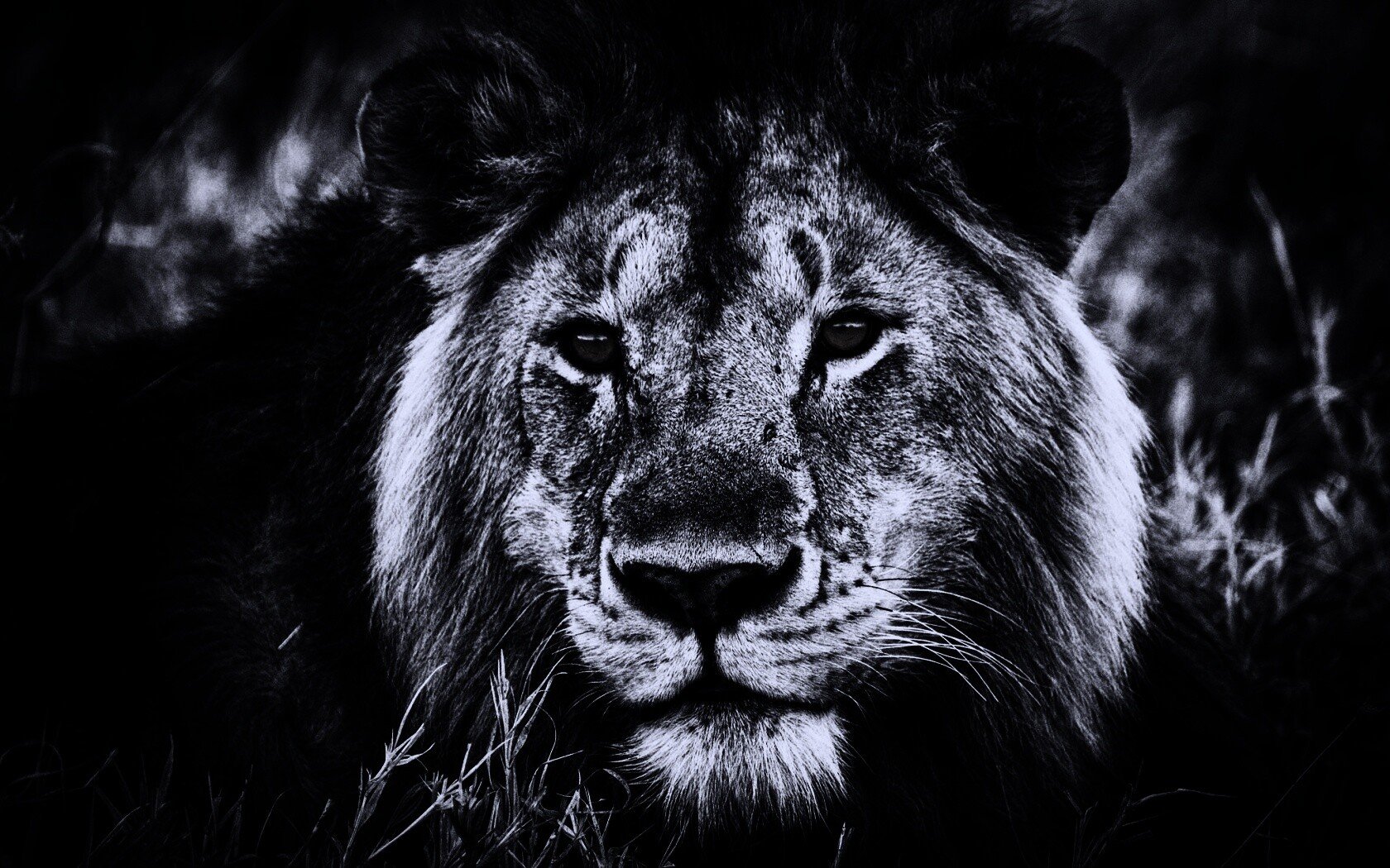 Черный лев фото животного