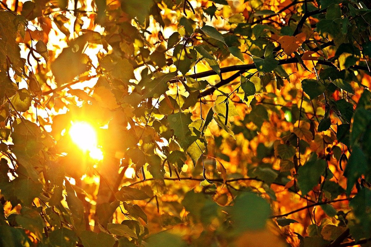 Солнечная листва