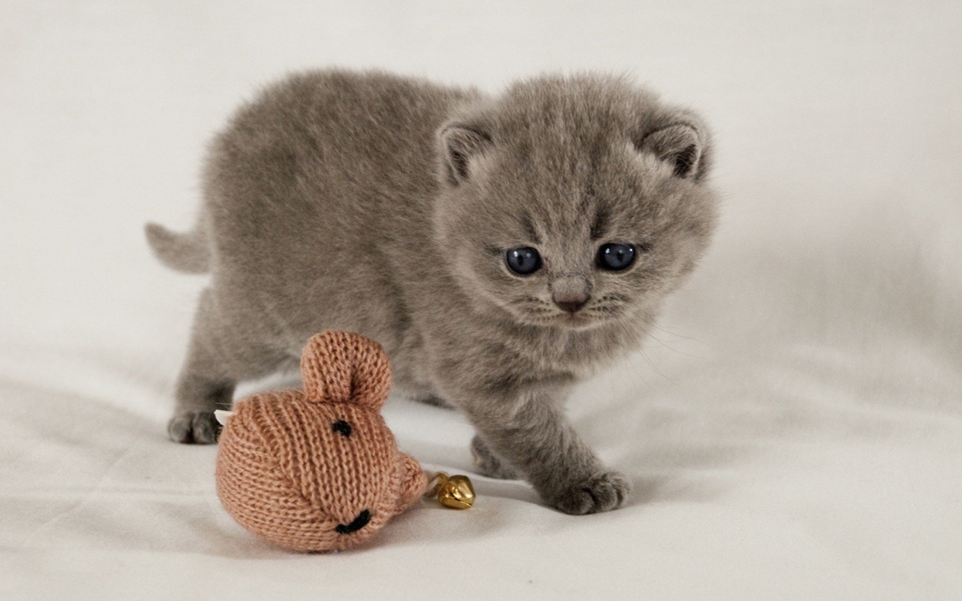 Какой самый маленький котик в мире?