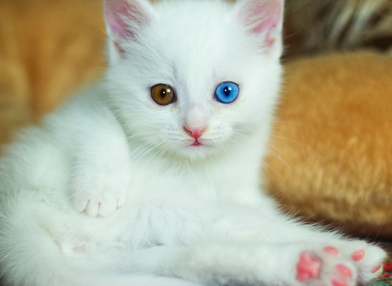 Турецкая ангора кошка котенок