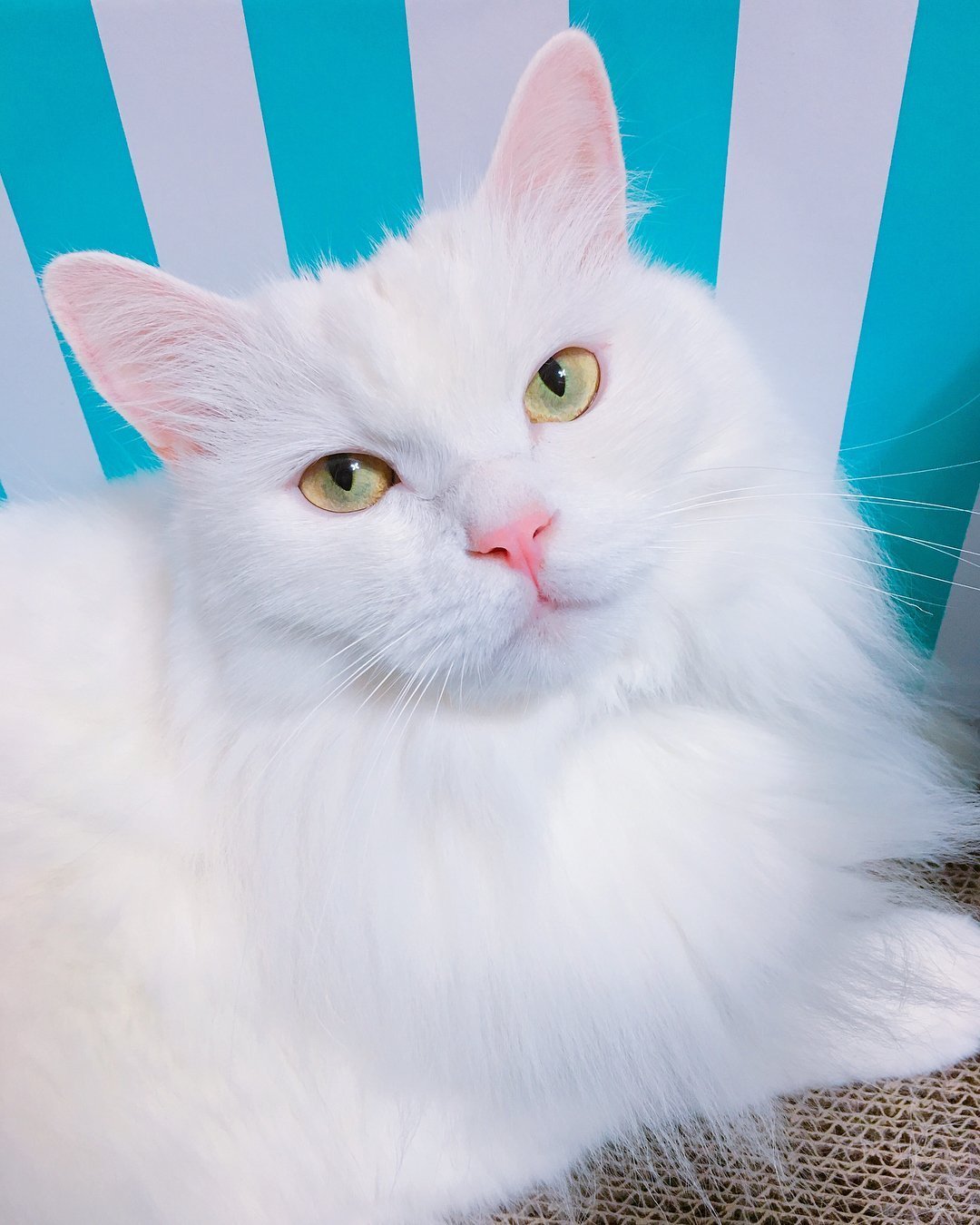 Турецкий ангорский кот белый