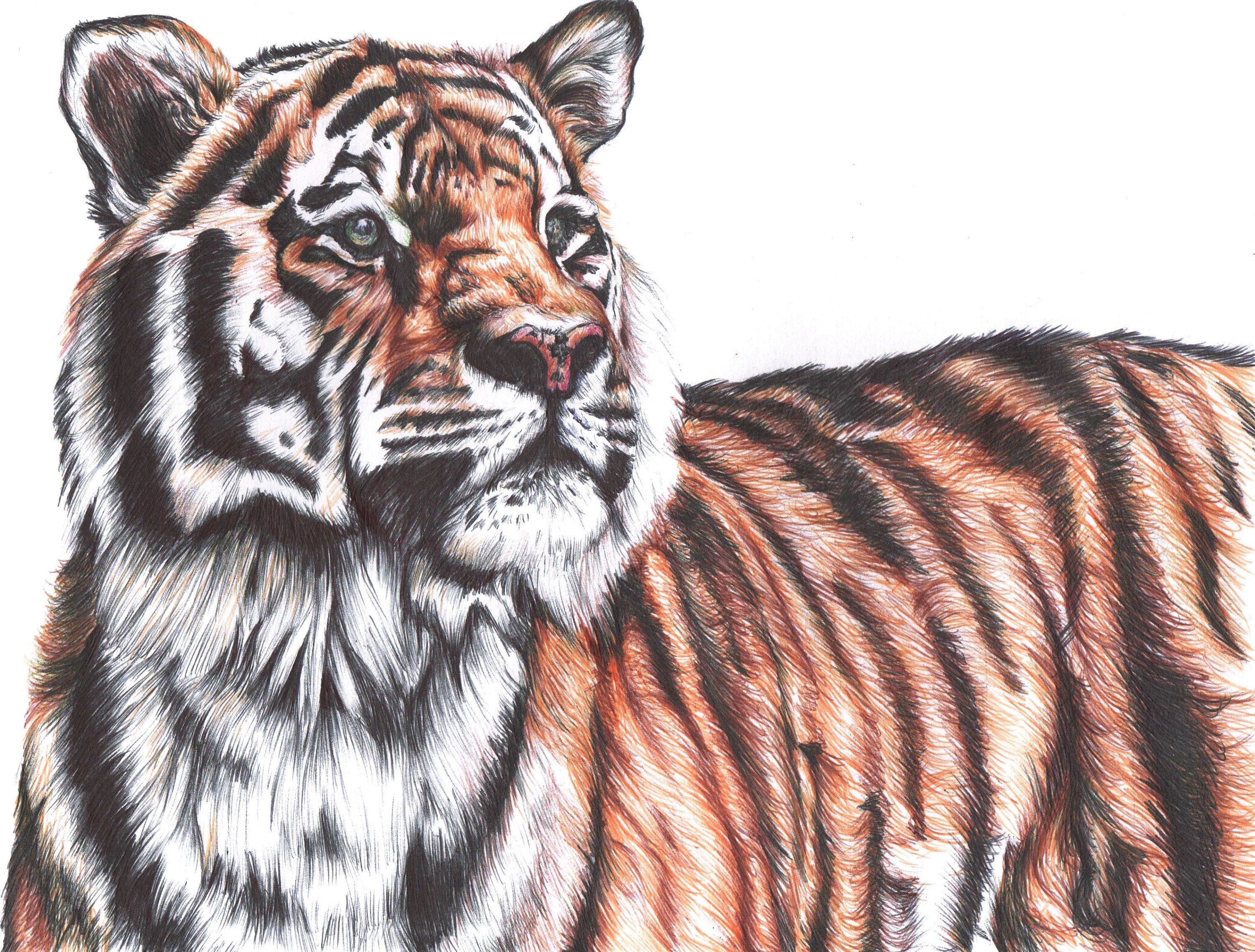 Тигр нарисовать