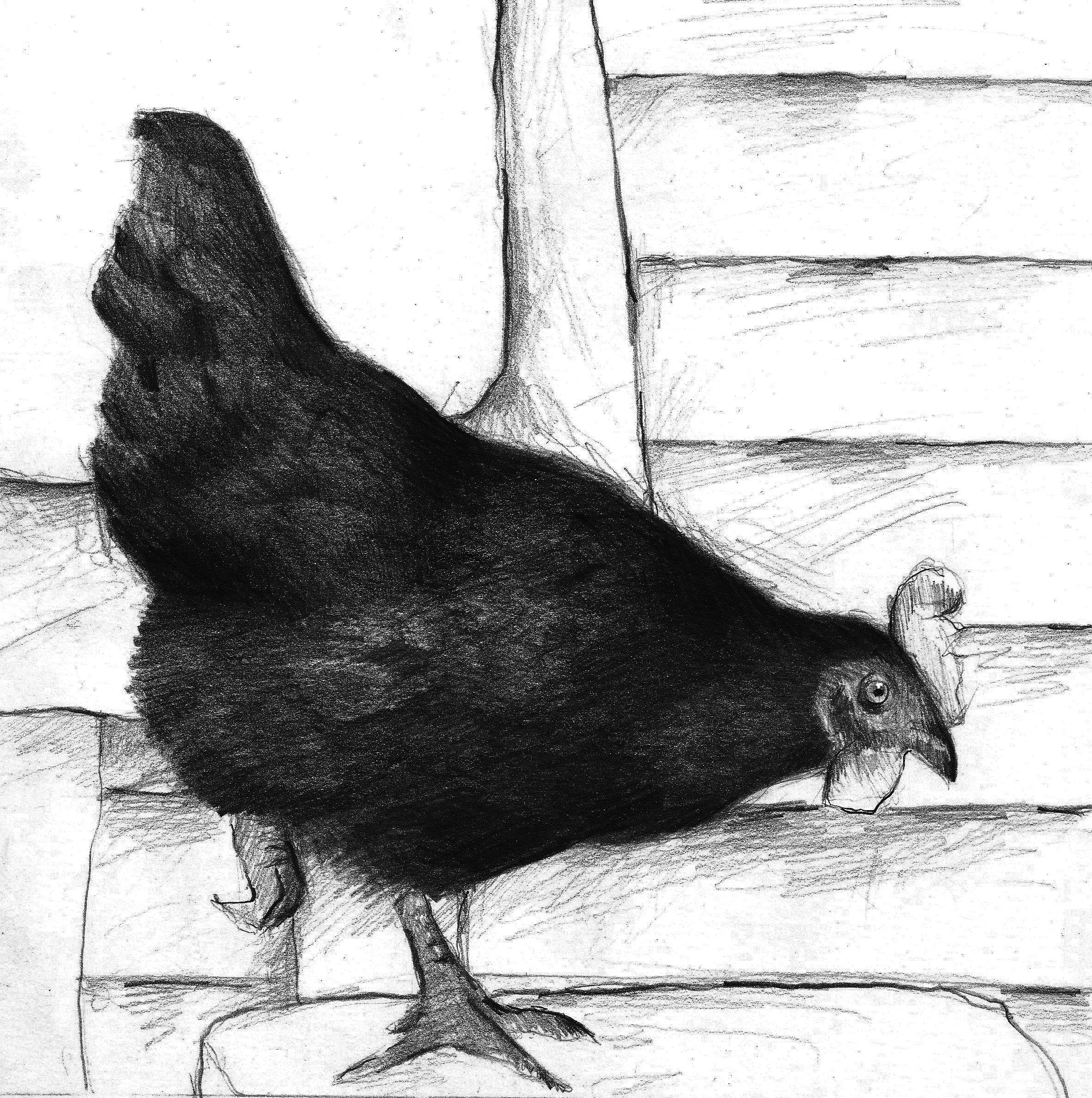 Черная курица карандашом