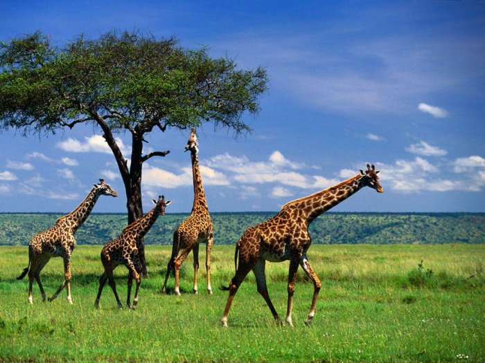 Интересные факты о животных Африки