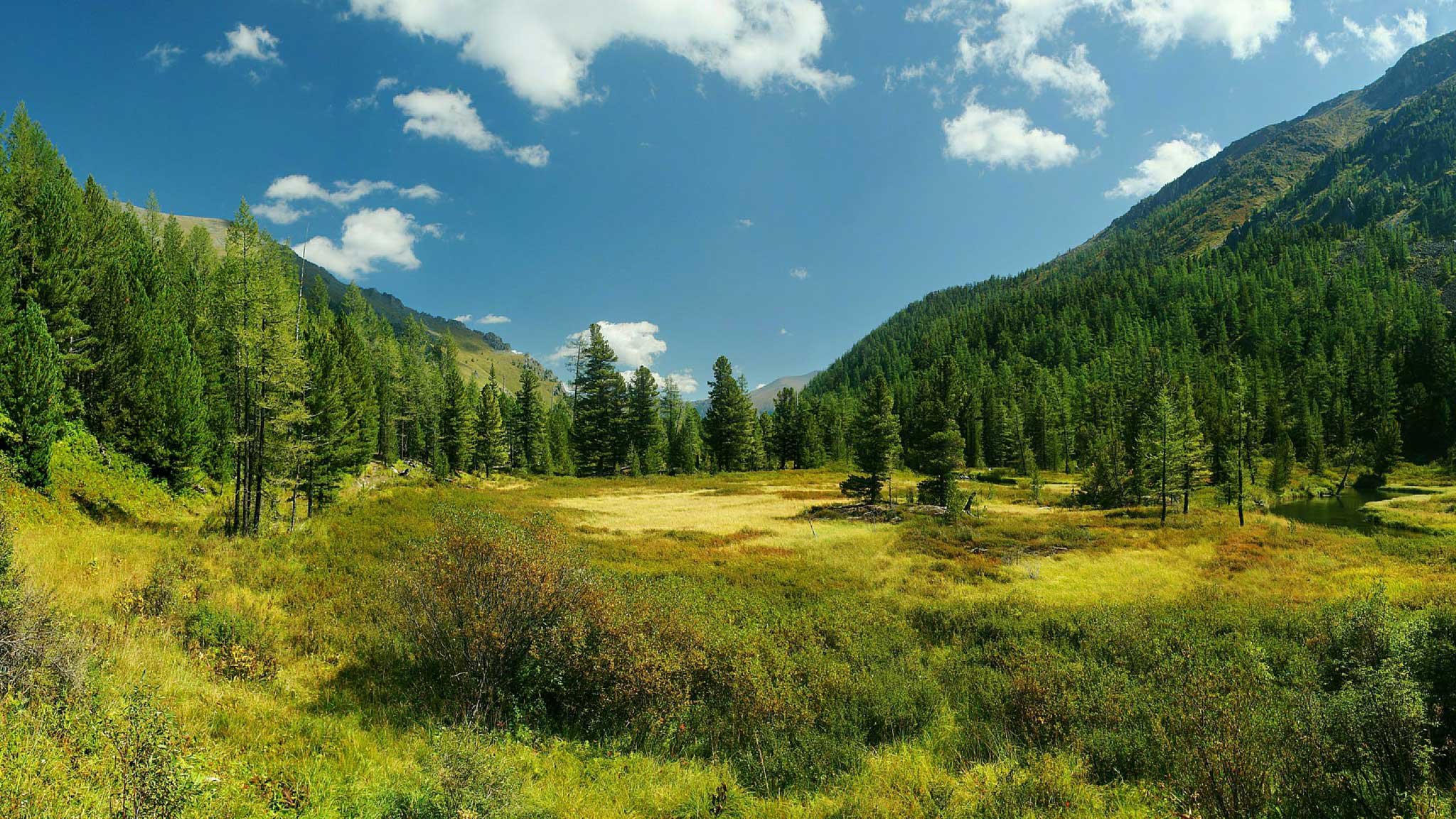 Лиственно-кедровые леса Республика Алтай