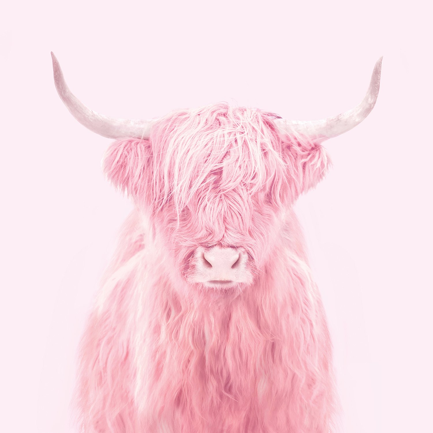 Розовая корова обои - картинки, фото и рисунки.