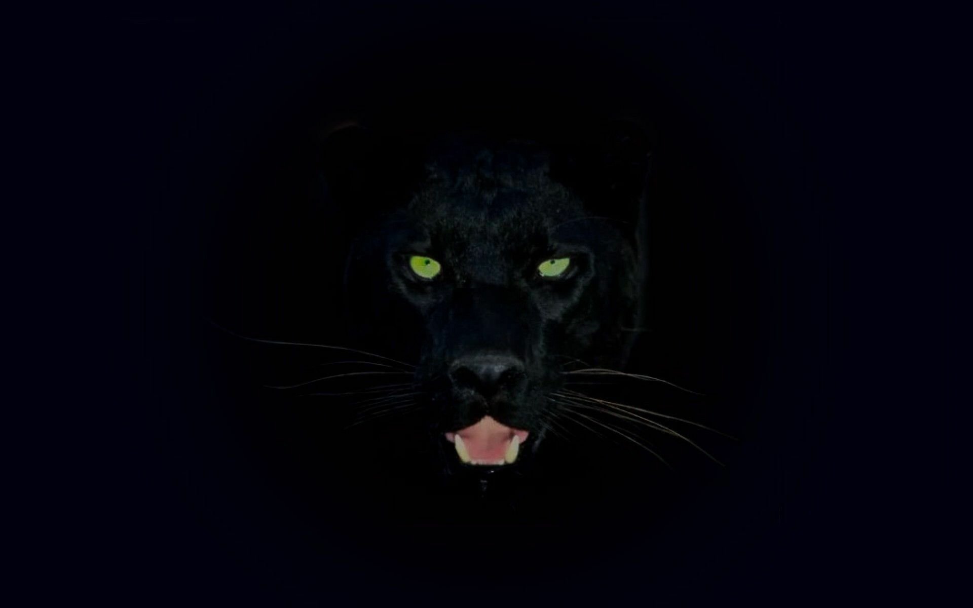 Черный леопард обои - картинки, фото и рисунки.