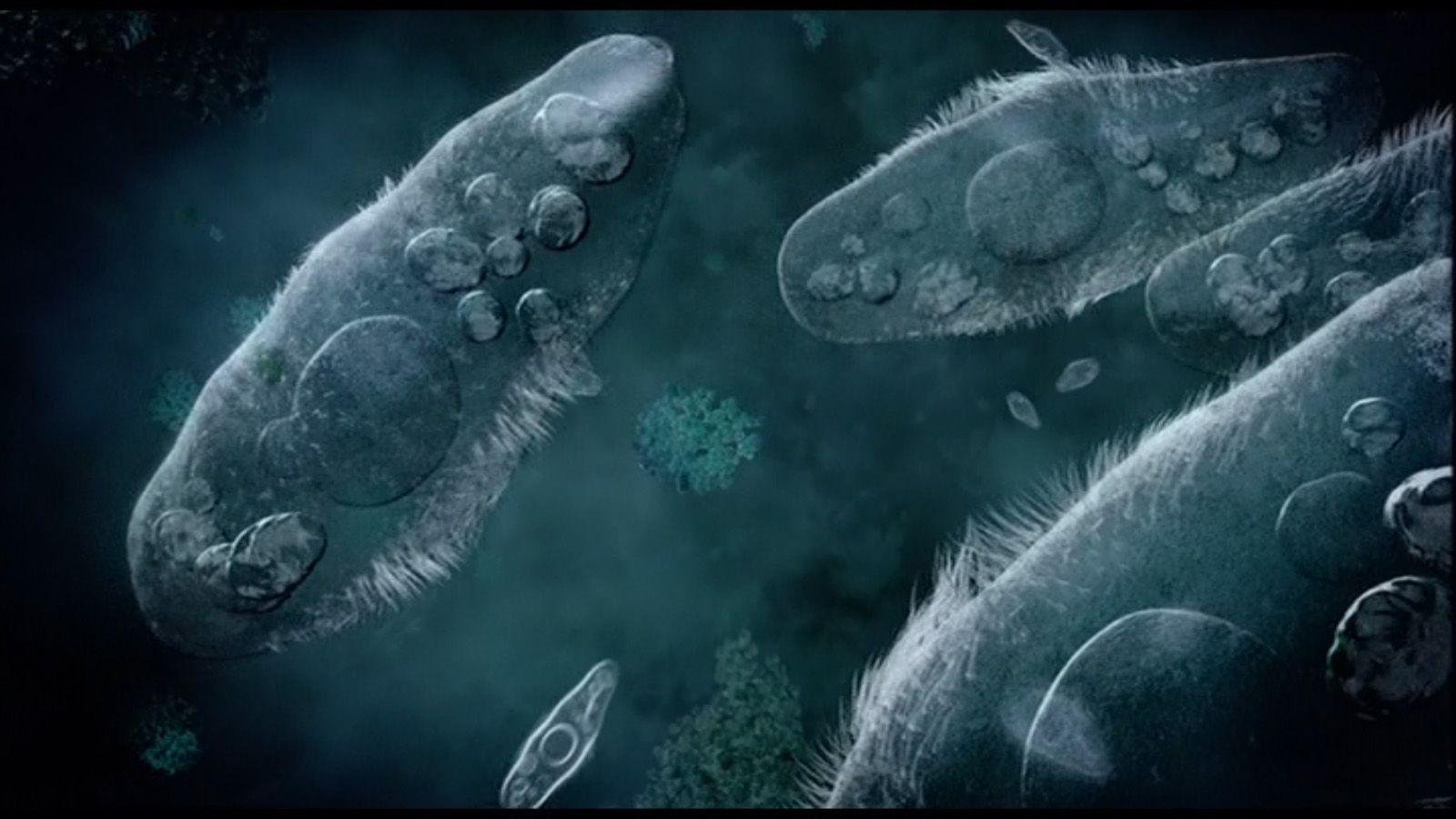 Бактерии обои - картинки, фото и рисунки.