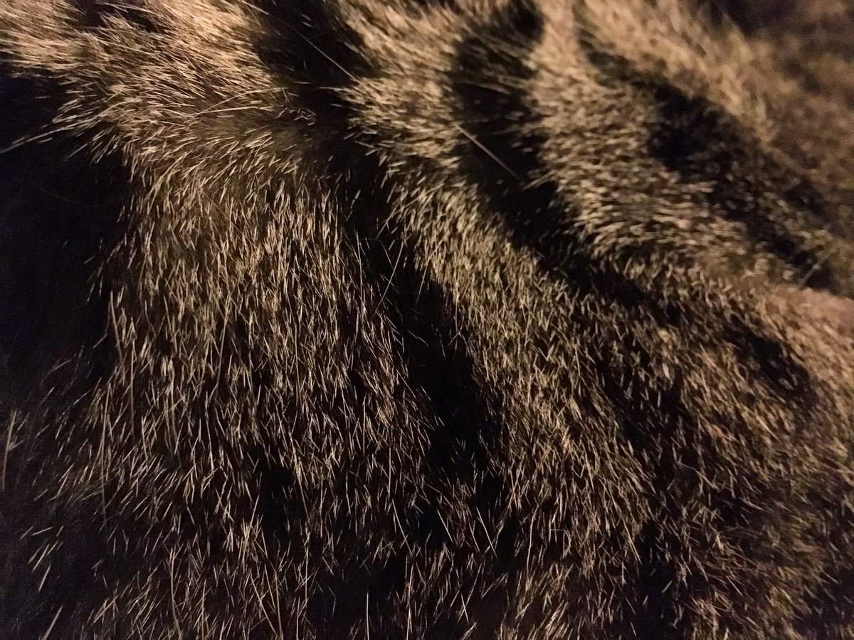 Текстура шерсти кошки