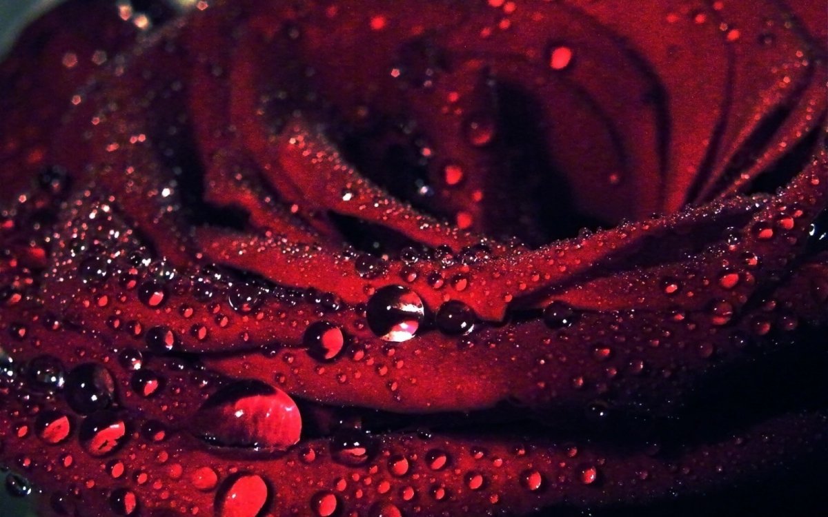 Красная роза с капельками воды