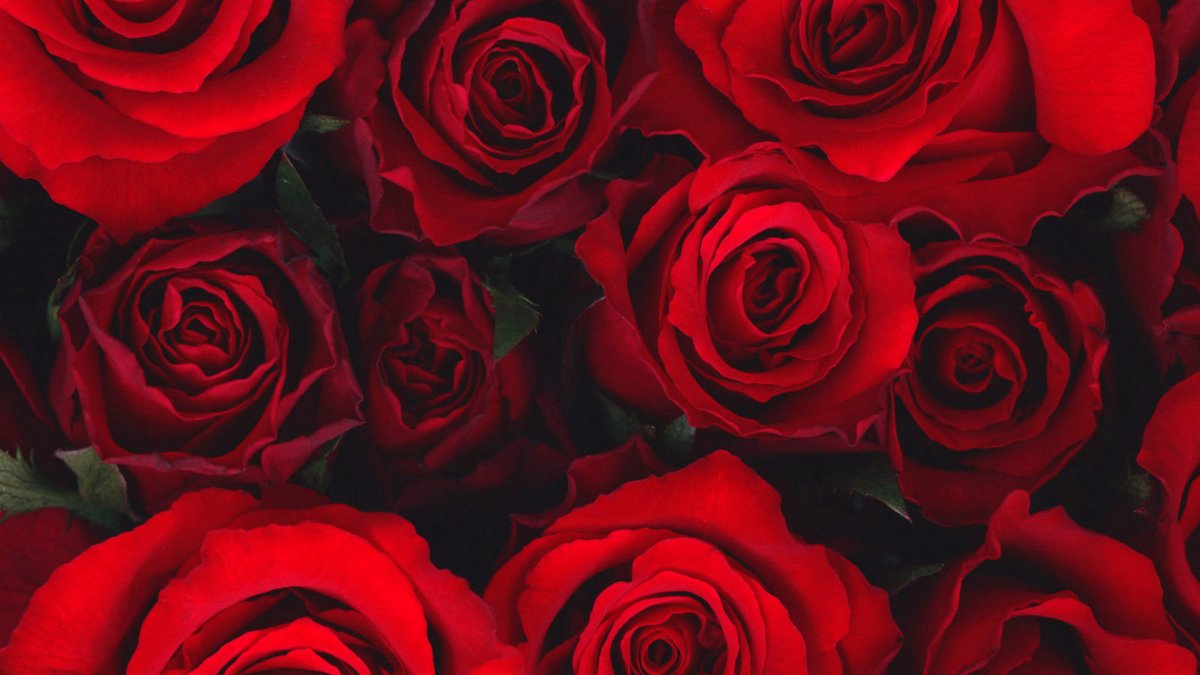 Красные розы на рабочий стол