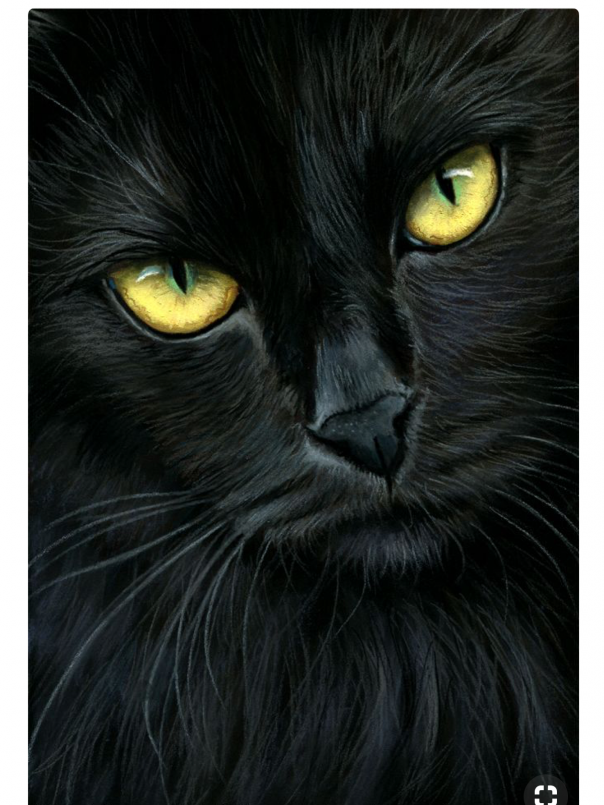 Красивые Фото Черных Кошек