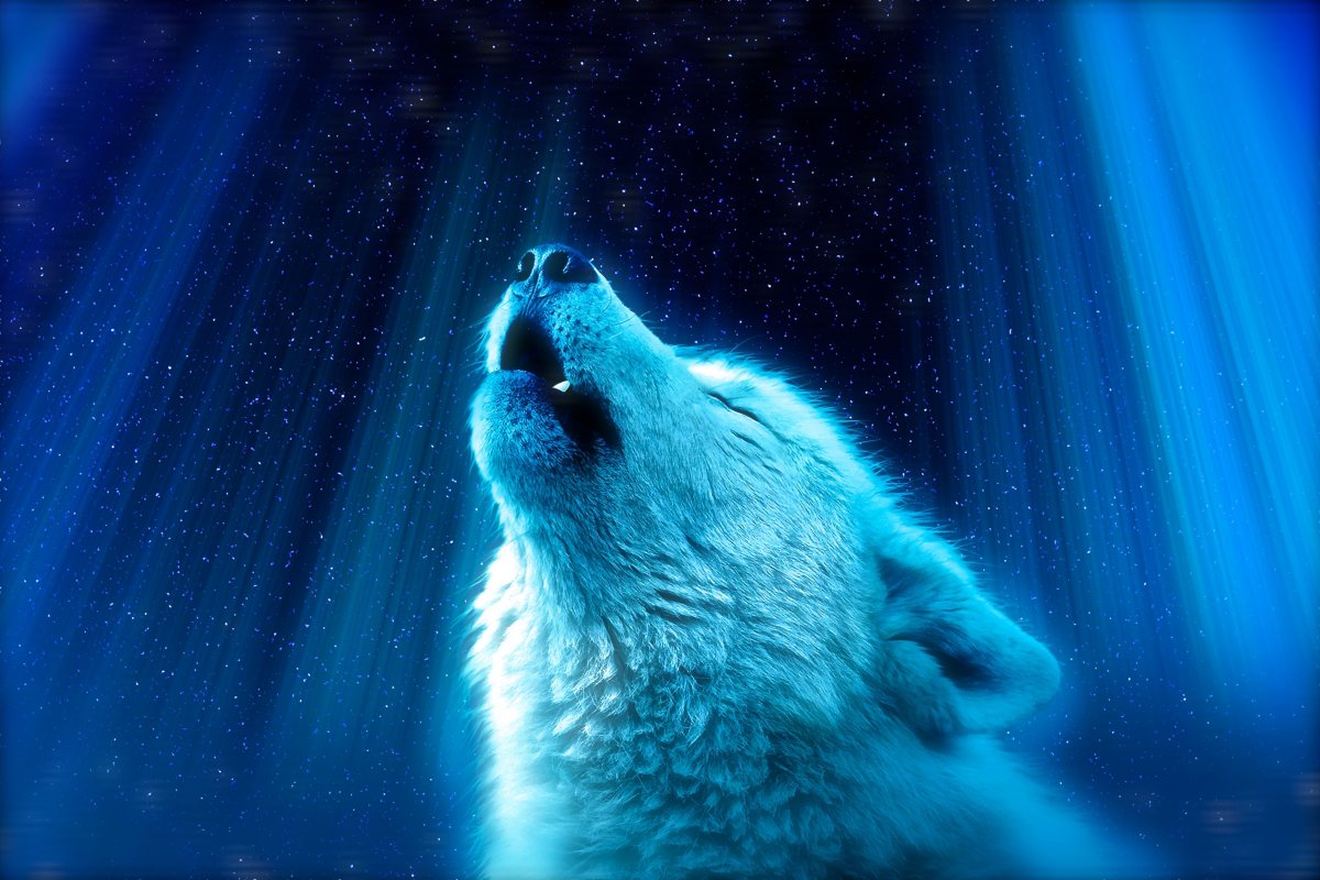 Синий волк обои