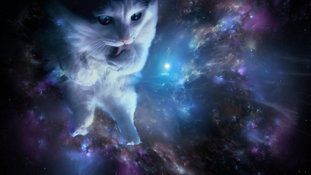 Обои коты в космосе