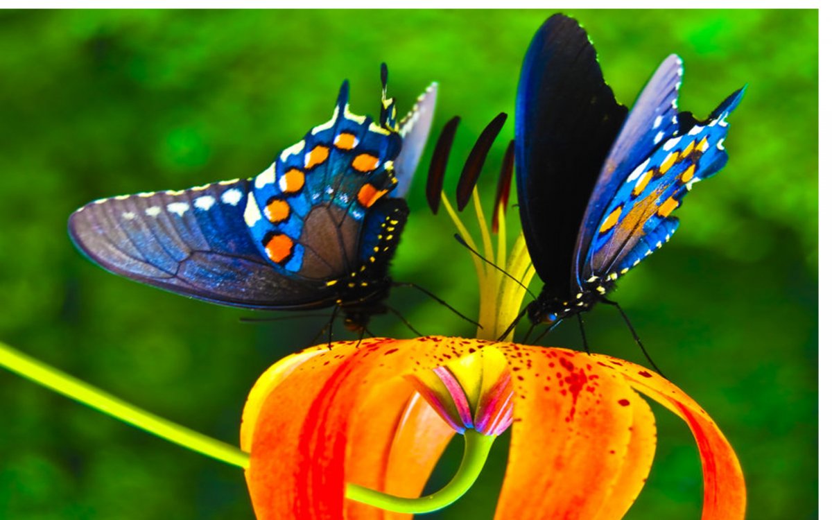 Радужная бабочка обои