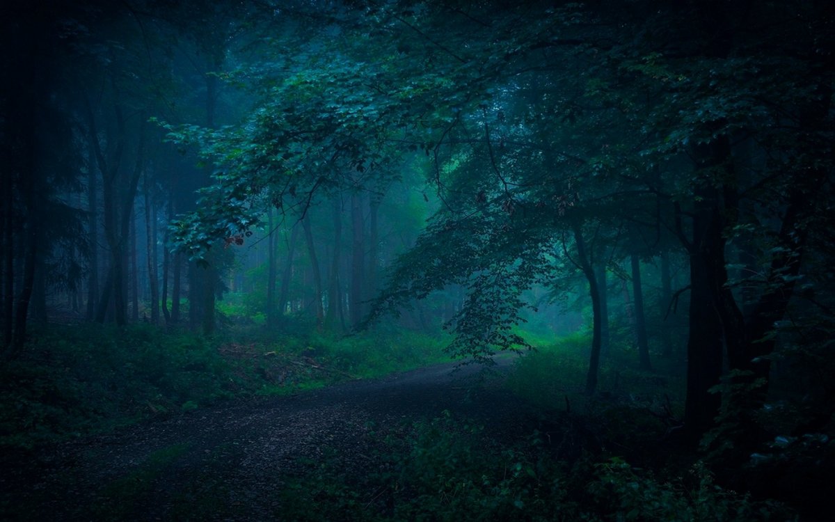 Обои лес ночь
