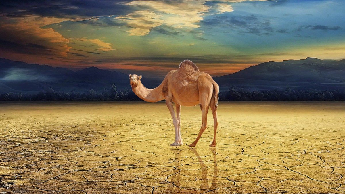 Camel "Camel" .