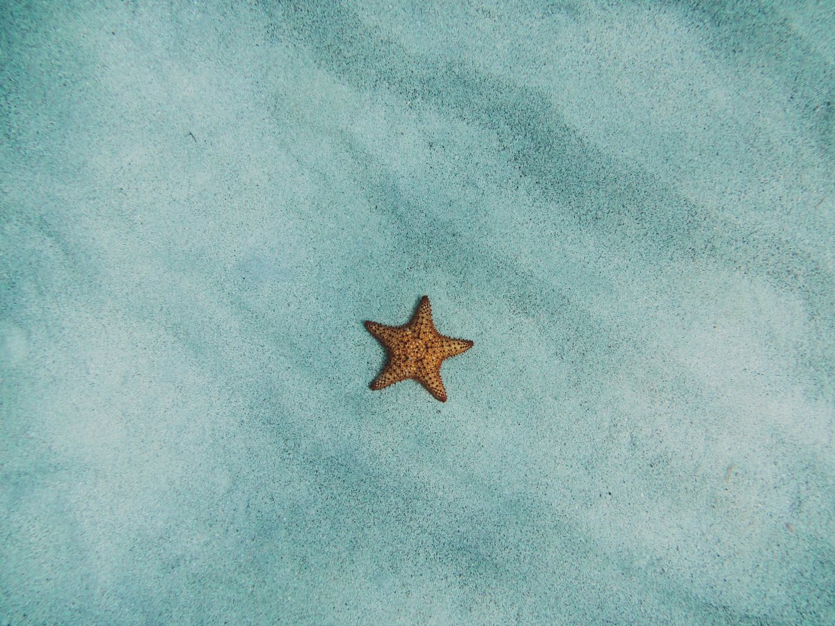 Морская звезда арт
