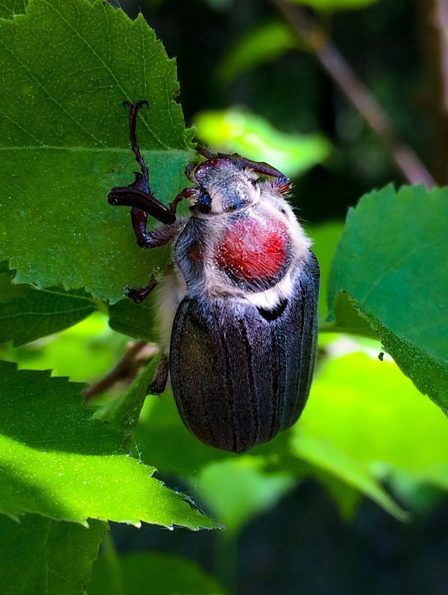 Показать фото жука майского жука