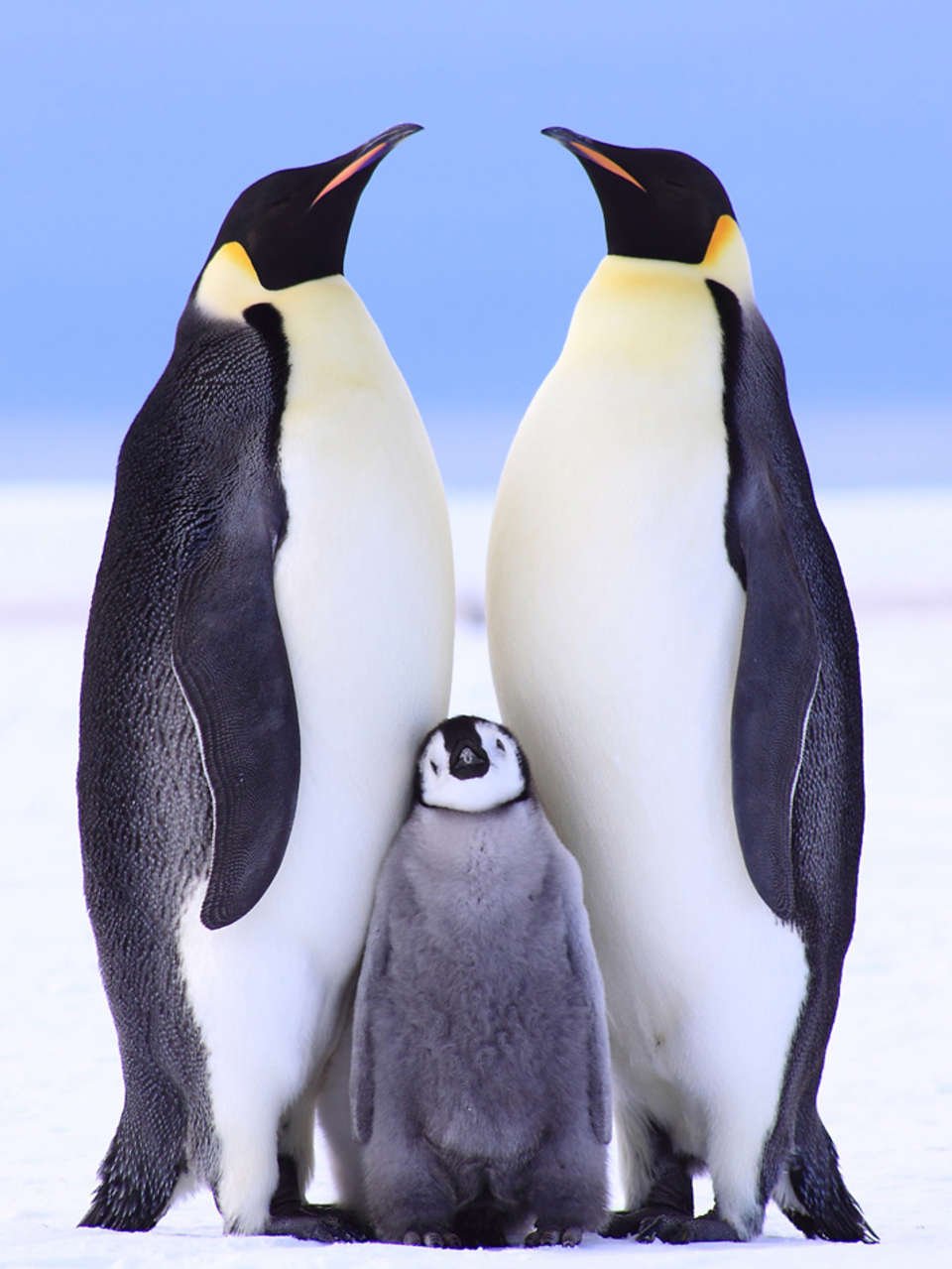 Картинки пингвинов - картинки, фото и рисунки.