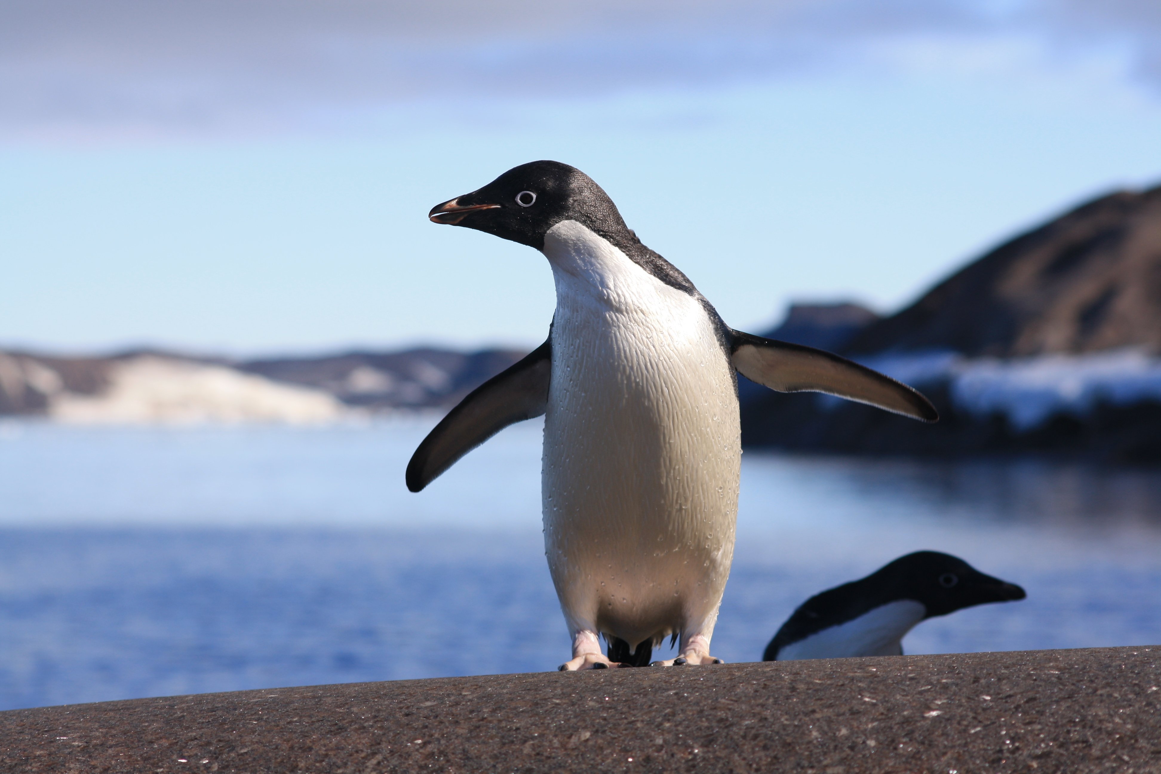 44. Животные Антарктиды пингвины Королевские. 