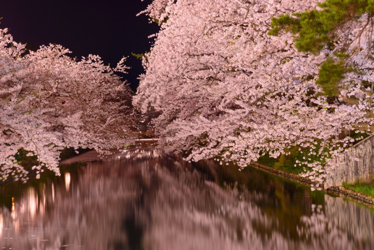 Цветение Сакуры вишни в Японии