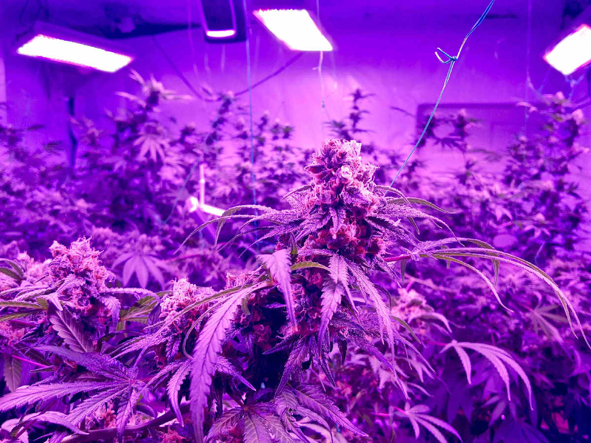 Пурпурная марихуана уголовная ответственность выращивание конопли
