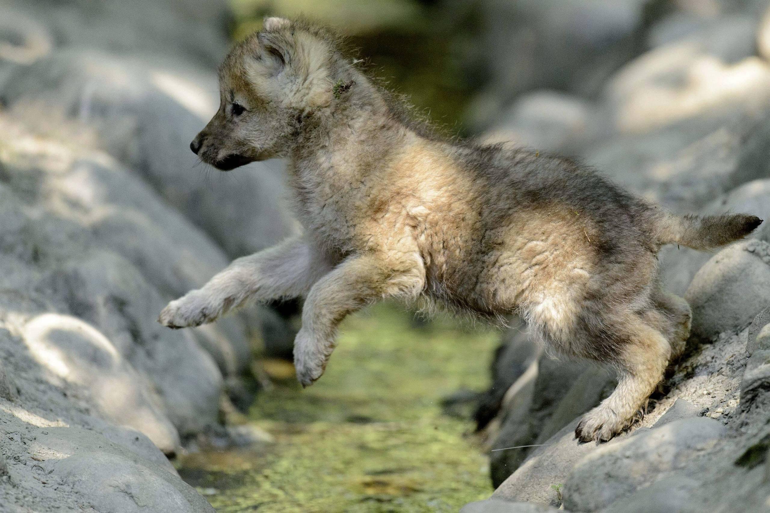 Полярный волк с волчатами