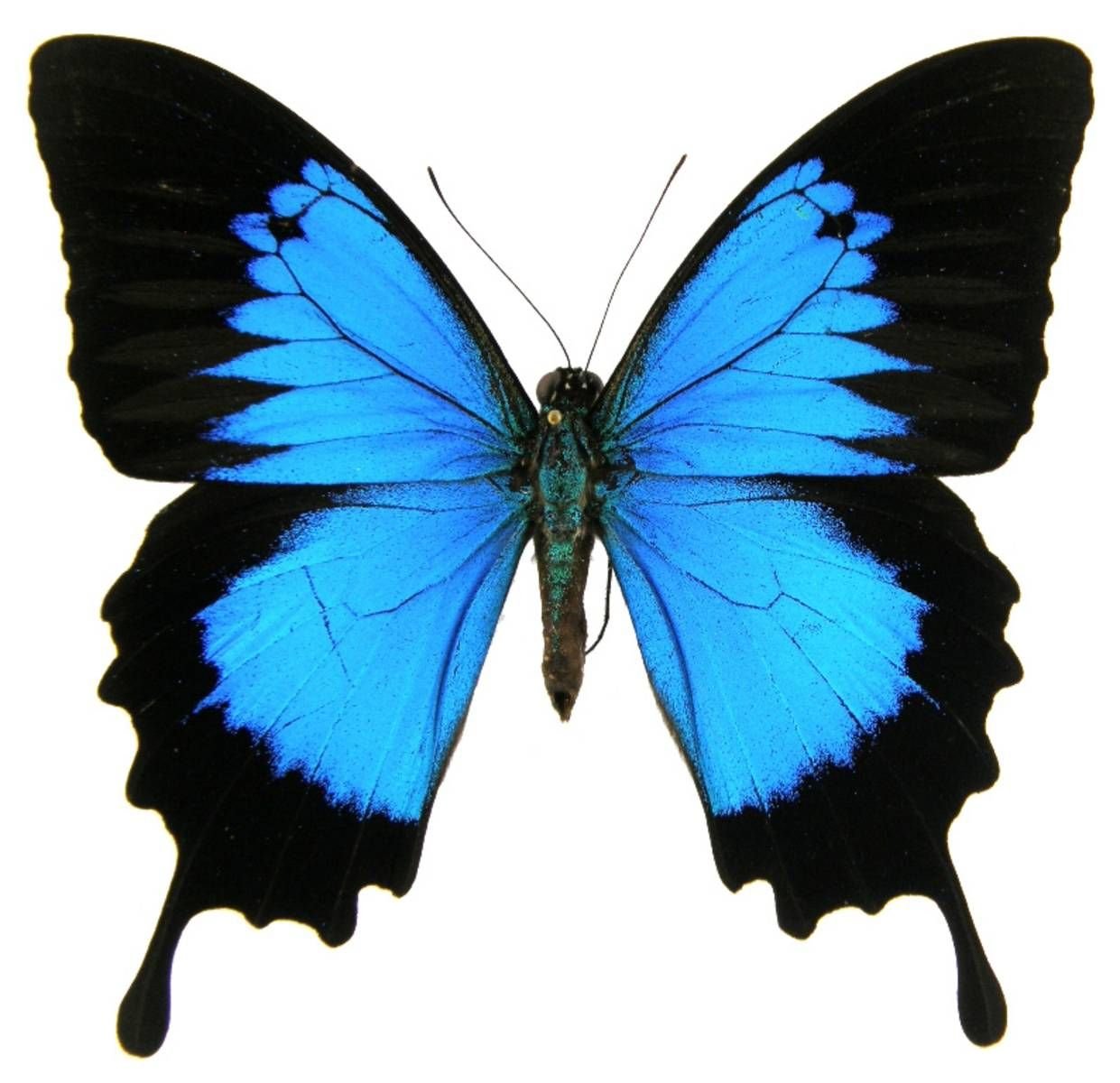 Синий Махаон бабочка
